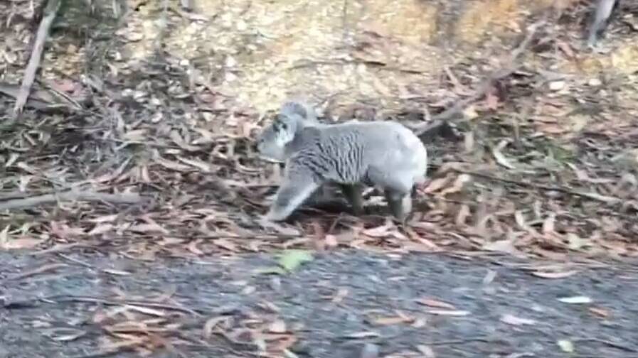 Tathra's Michael Clarke took the footage of the koala early on Monday morning. Picture: Michael Clarke