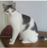AWL: Molly the two year old moggie is looking for a new home and someone to love her.