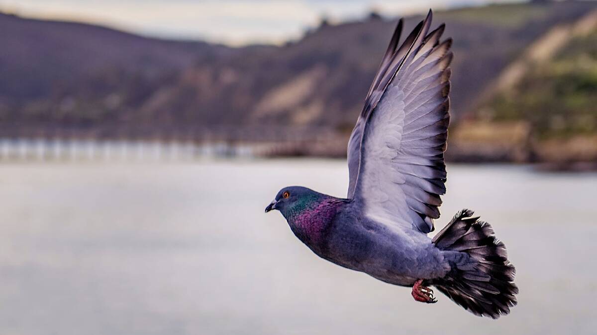 Pigeons face stiff head winds to return home
