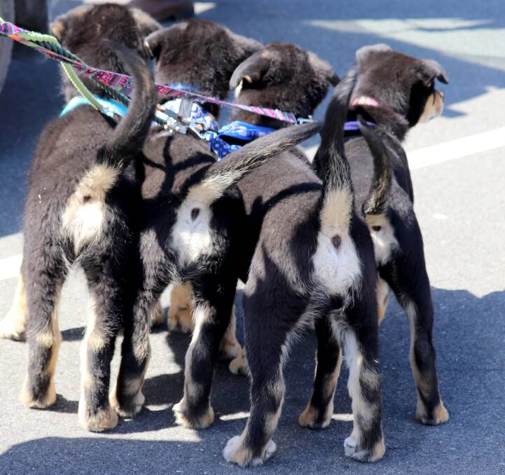 TAILWAGGING FRECKLES: There were quite a few little puppies that are becoming available for adoption at the annual Eurobodalla Animal Welfare League Tailwagger's day.