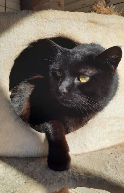 Shy Sheba the Animal Welfare League's Pet of the Week is looking for her forever home where someone will love and care for her.