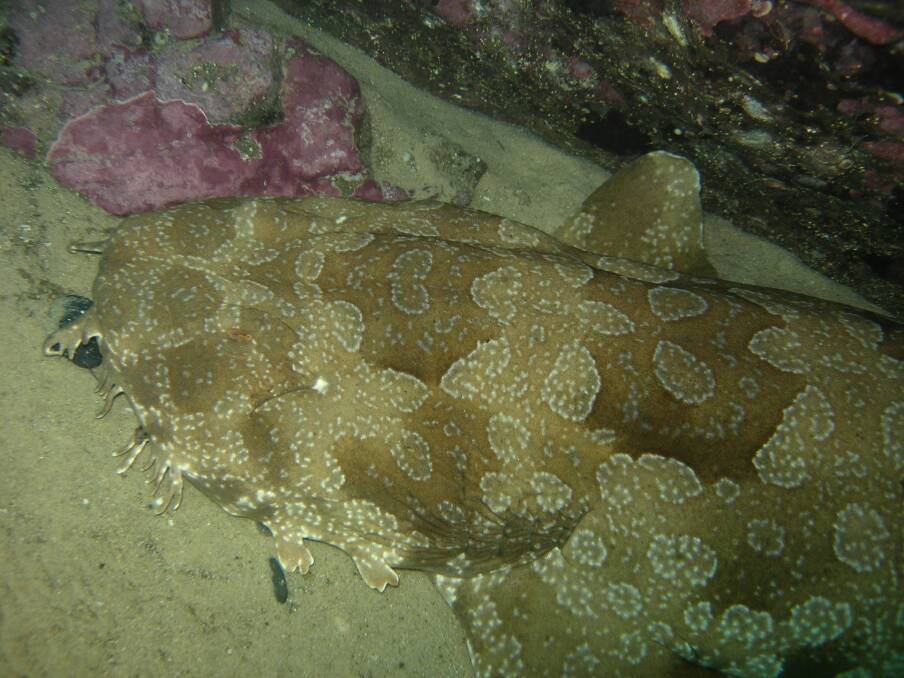 Well camouflaged Spotted Wobbegong. Photo Bill Barker