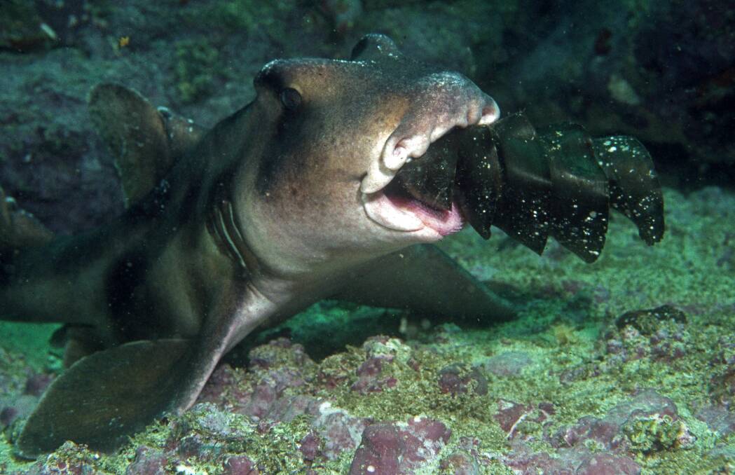 Crested Horn/ Port Jackson shark looking for a safe place to deposit her egg. Photo Jen Thompson