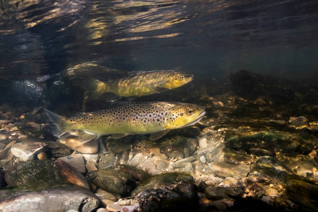 The trout fishing season closes on Tuesday, June 15 and reopens on the October long weekend.