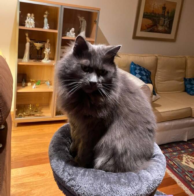 AWL Pet of the week - Bubba the Blue Russian cross Persian is looking for a new home and someone to love him.