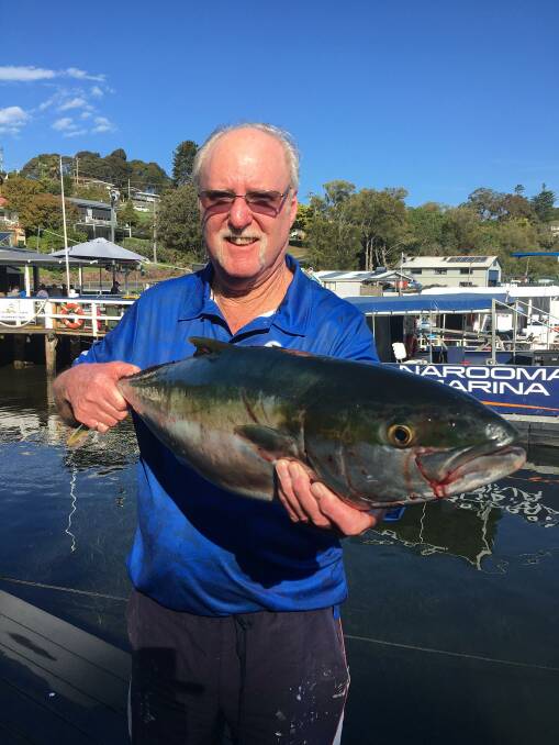 Narooma Sport and Gamefishing Club member Dennis Maggs with one of the beautiful kingies the guys got in to at Montague Island on Monday.