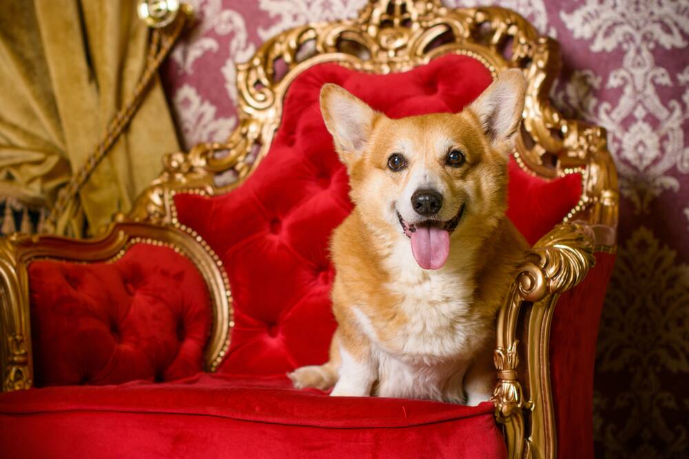 Dogs have been well regarded by royalty over the years.