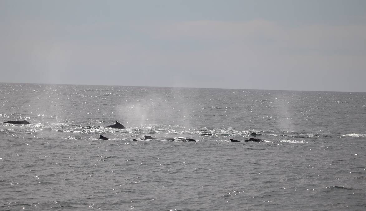 A small section of the mega pod sighted earlier this week. Photo: Cat Balou Cruises.