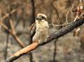 The full effect of the 2019-2020 bushfires on Australian species is still being assessed. Picture: Shutterstock