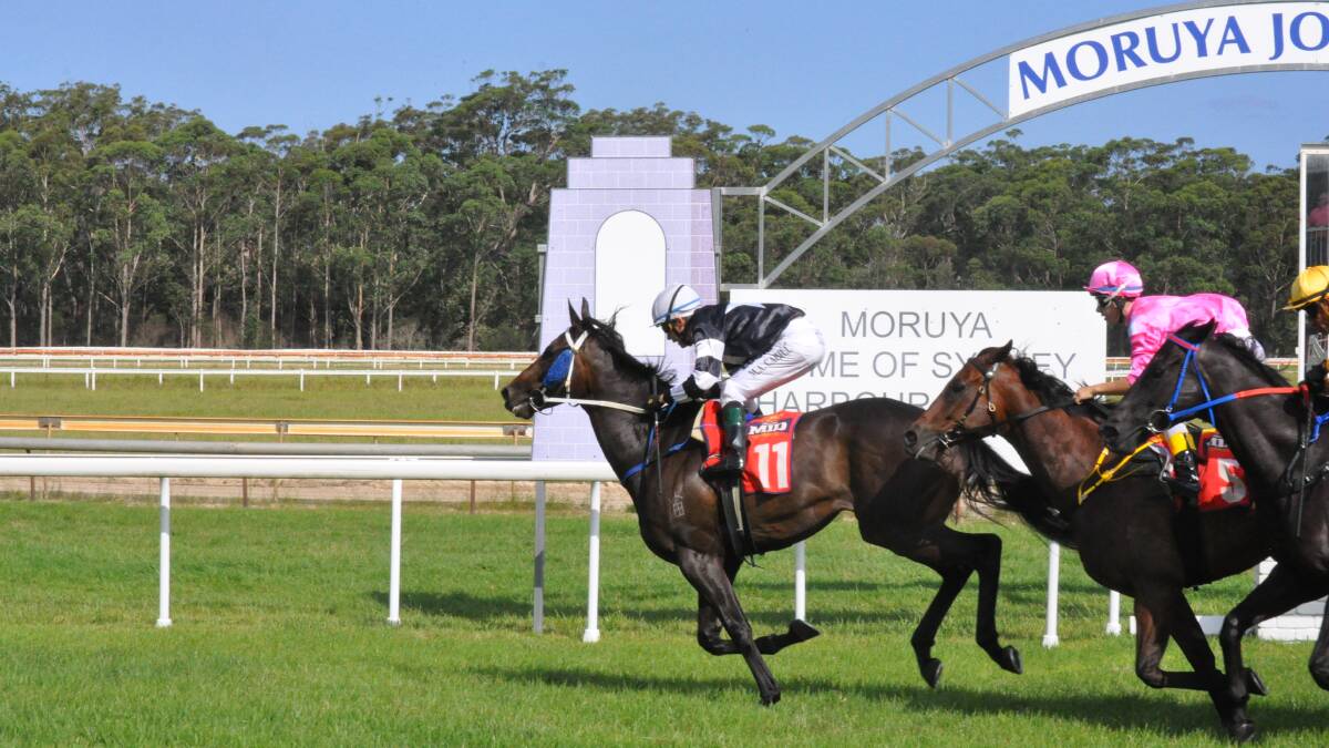 CHAMPION: The Luke Pepper-trained Marquee finishes first in the Narooma Cup on Monday.