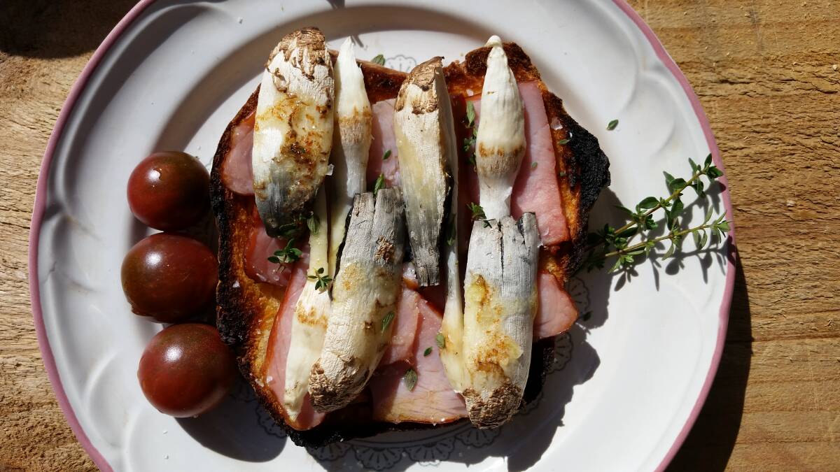 Mature shaggy inkcaps served grilled atop sourdough with ham. Picture: Barbara
Reeve