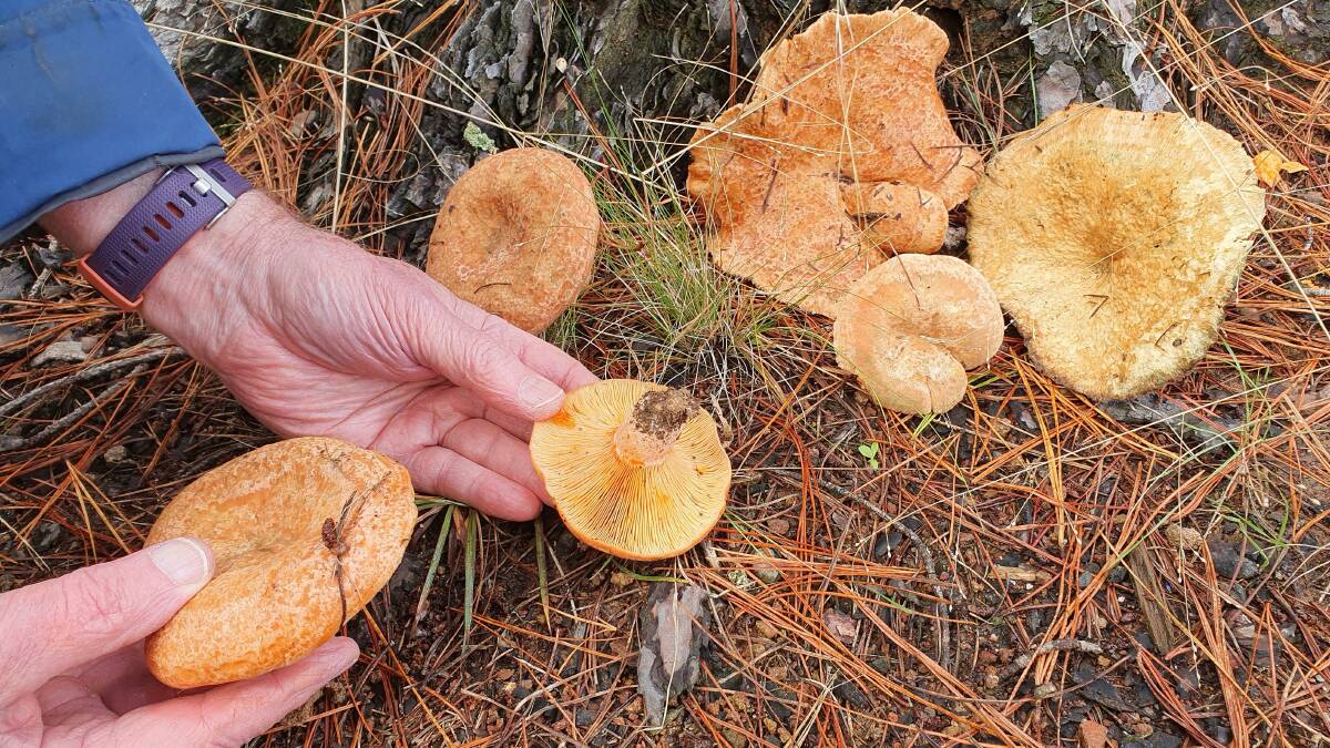 Saffron milkcap mushrooms growing among pine needles on Isaacs Ridge. Picture:
Susan Parsons