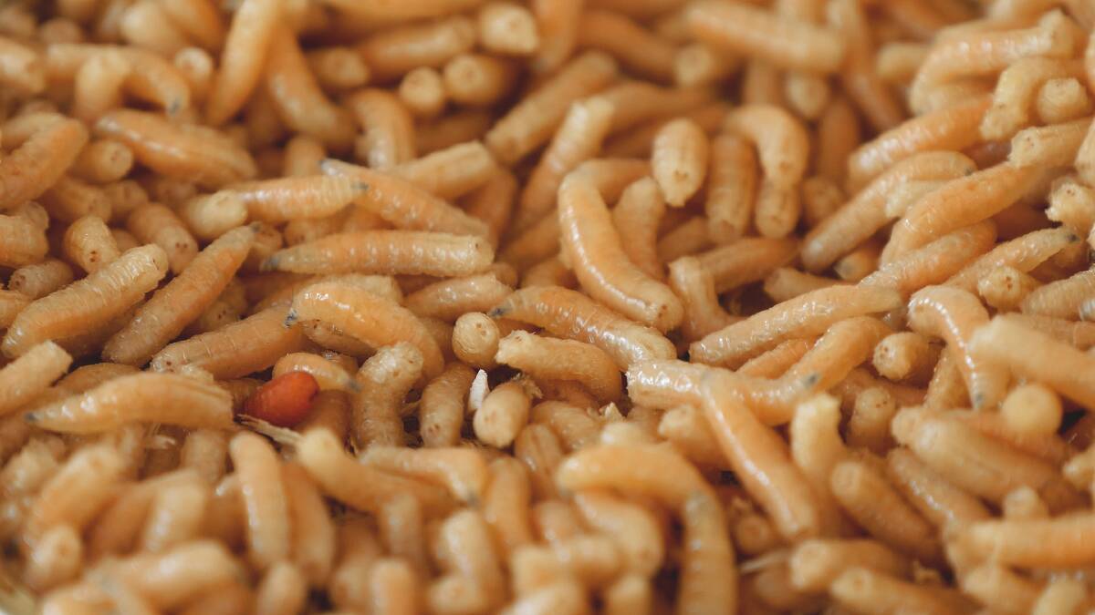 How maggots are helping to create a sustainable future