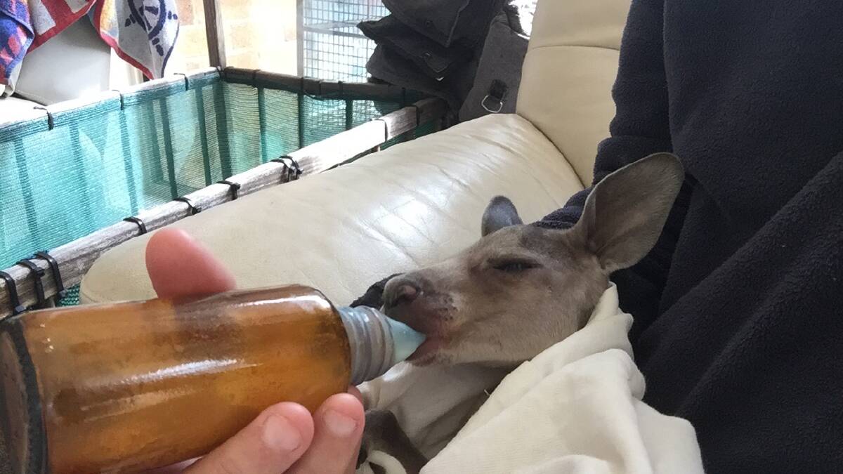 GETTING BETTER: Orphaned roo ‘Joey Grey’ receives expert care from local WIRES volunteer Sandy Collins. A ‘Landcare meets WIRES’ workshop will be held next month.