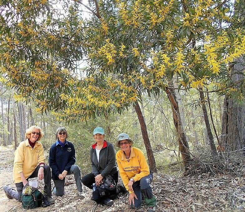 Maggie Finch, Anita Porter, Cindy Chipchase and Jan Thomas on the Wattle Walk.