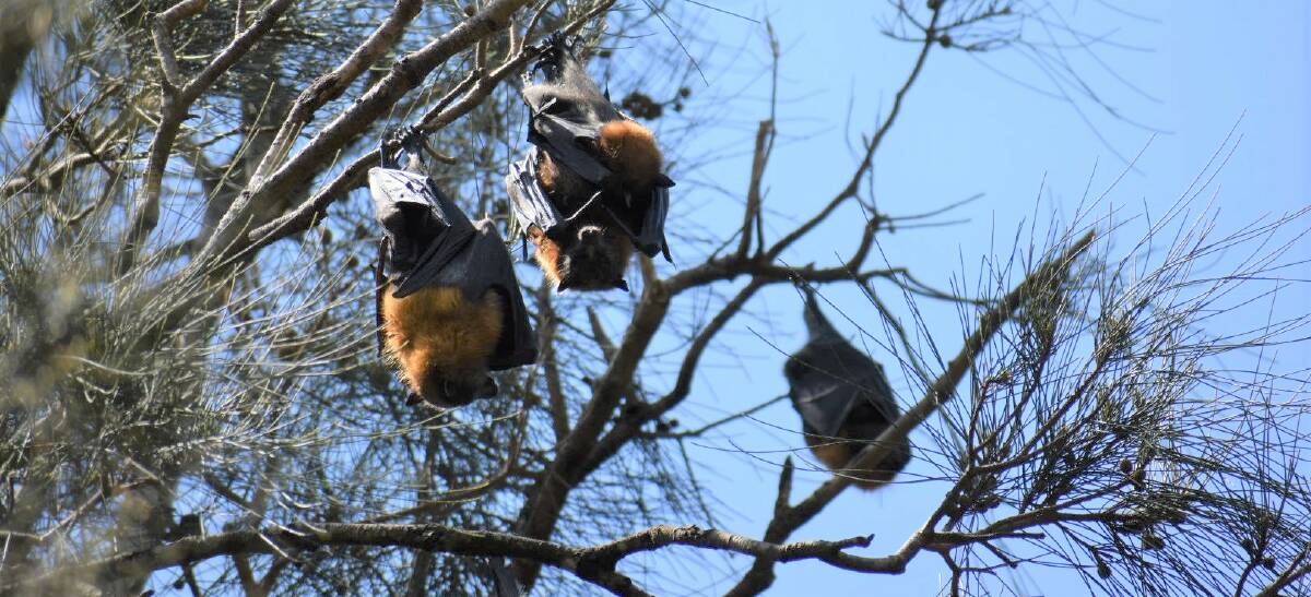 Part of nature: Grey-headed flying-foxes are important pollinators and seed dispersers in the Australian bush.
