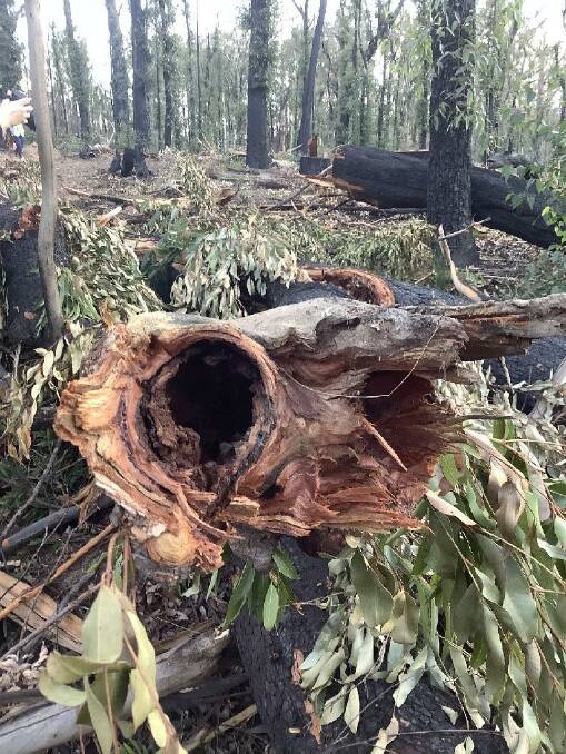 Alleged damaged hollow bearing tree in South Brooman Forest near Batemans Bay. Image: EPA