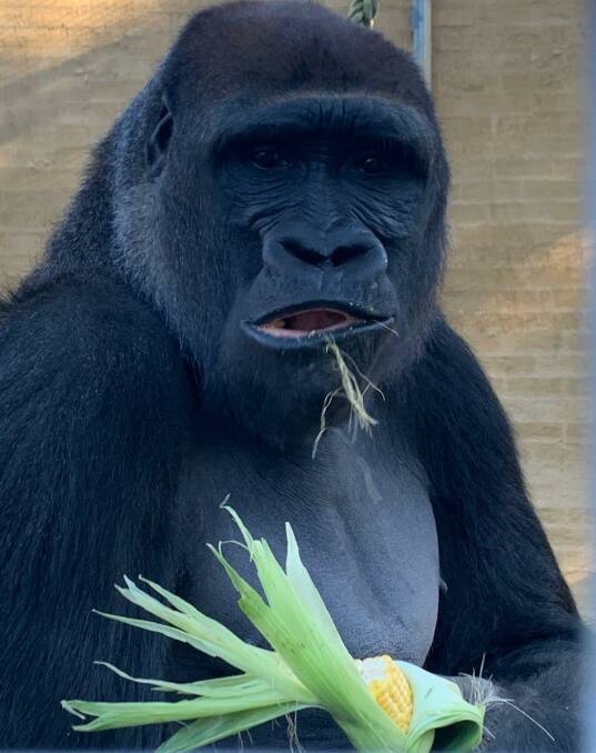 KING KISANE: The black-back western lowland gorilla loves all food but has recently taken to corn, sweet potato and porridge. Picture supplied by Mogo Zoo. KING KISANE: The black-back western lowland gorilla loves all food but has recently taken to corn, sweet potato and porridge. Picture supplied by Mogo Zoo.