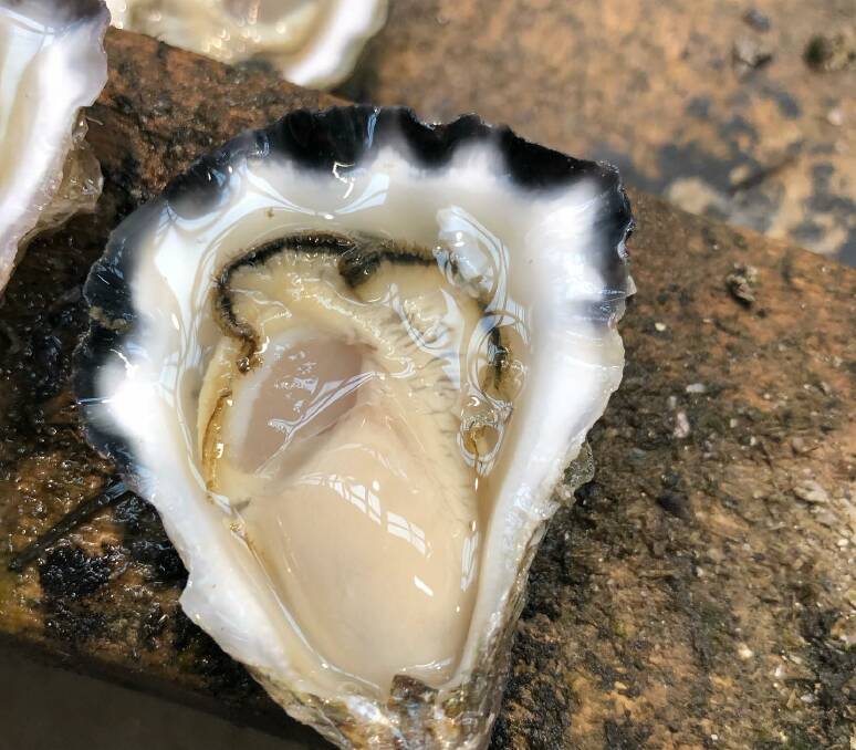 Image: Appellation Oysters