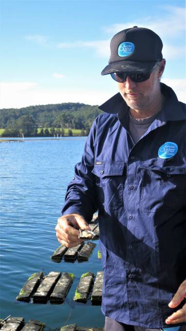 Wagonga farm manager Brendon Limon says the team worked hard to produce the highest quality of oysters. Image: Laurelle Pacey
