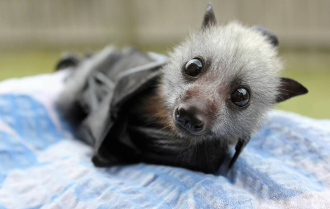 HUNGRY: A flying fox pup saved from starvation by a bat rescue group. The council says bats are crucial to the region's environmental health. Picture - Nathan Hogarth.