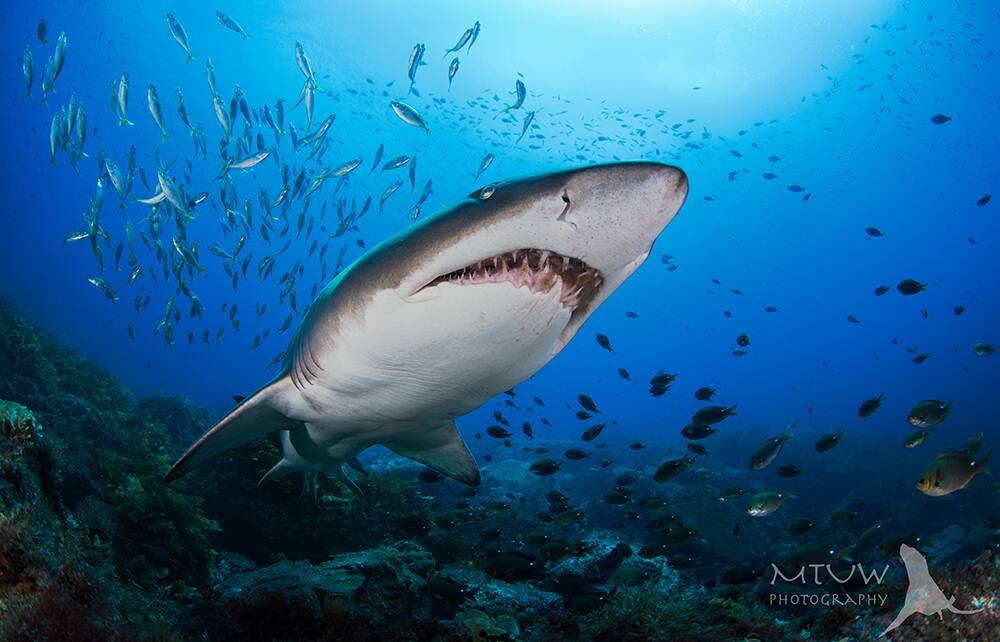 A grey nurse shark near Montague island in 2016. Picture: Matthew Tworkowski, MTUW Photography.