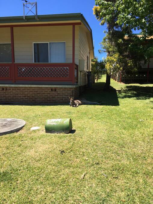 THE OFFENDER: The 80-year-old was attacked at home by a kangaroo. 