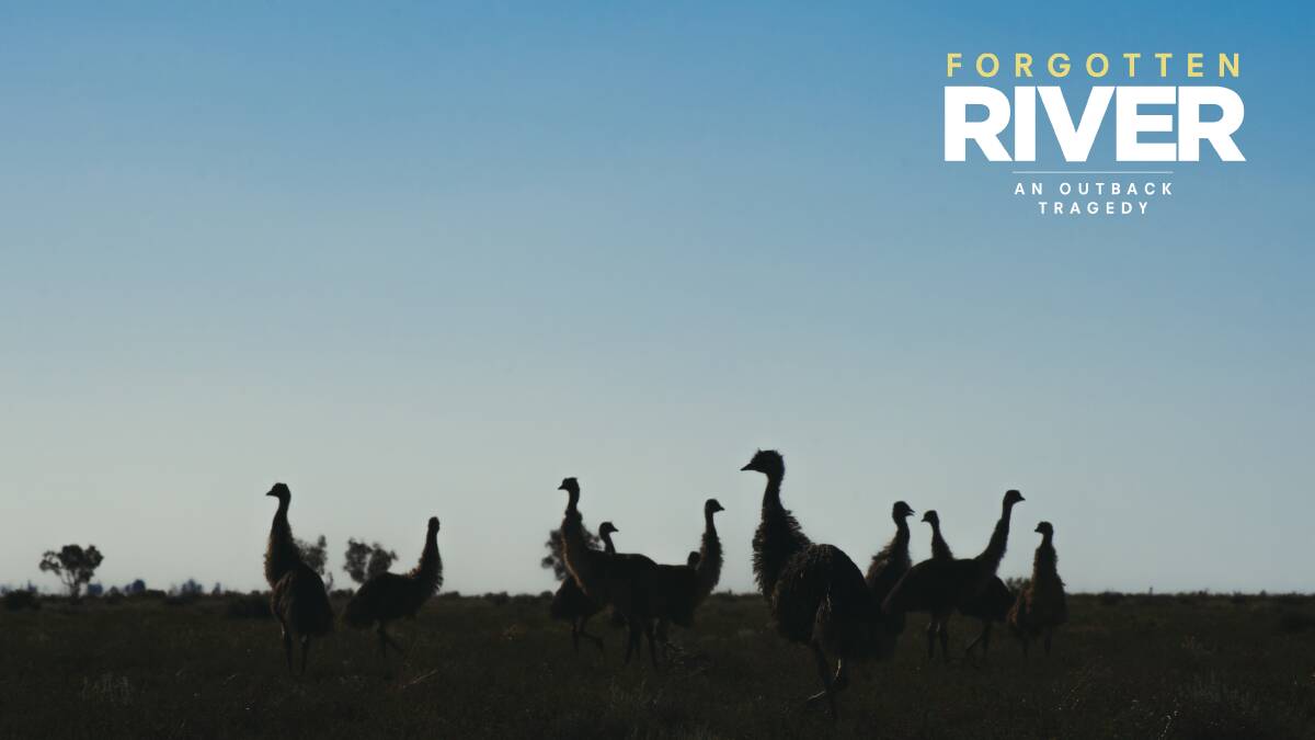 Emus at Toorale National Park. Picture: Dion Georgopoulos Emus at Toorale National Park. Picture: Dion Georgopoulos