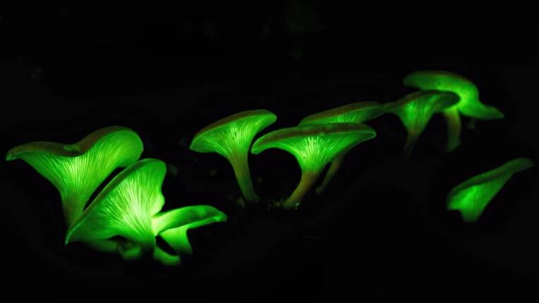 Glowing mushrooms in Booderee National Park. Photo: Maree Clout, Jervis Bay Through My Eyes