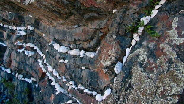 Decorative pebbles adorn the Narooma Chert outcrop at Billys Beach. Photo: Sam Ingram