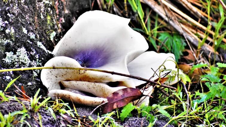 The same species of mushroom by day. Photo: Dannie and Matt Connolly Photography