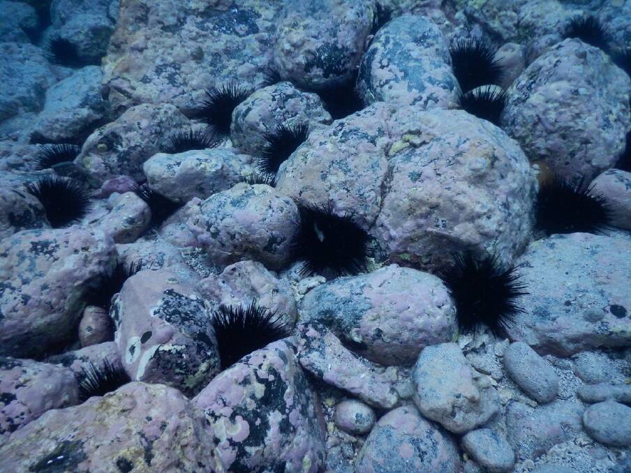 PEST OR POTENTIAL: An urchin barren off Montague Island. Conservationists and divers are concerned at the number of urchins on the Far South Coast. The NSW Department of Primary Industries say urchins are not a pest. Photo by Bill Barker