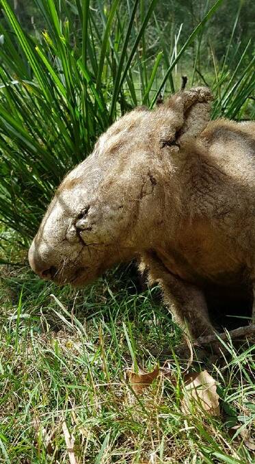 Mange affected wombat. Photo by Rachel McInnes.