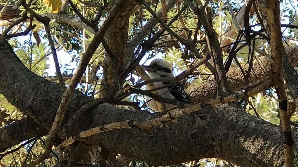 Happy kookaburra after release at South Durras. Photo by Sandy Collins.
