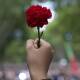 Red carnations were the symbol of Portugal's uprising in 1974 . (AP PHOTO)