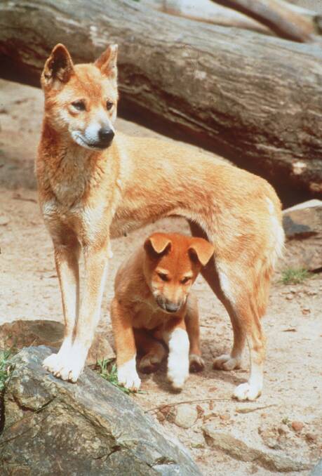 BAIT CONCERNS: A reader has concerns that wild dog baiting will kill off native dingoes.