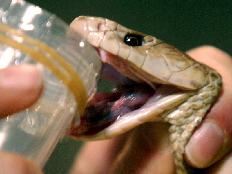 The truth behind this year's snake season | Narooma News | Narooma, NSW