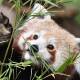 Red pandas are an endangered species partly due to the small mammal's habitat loss in China. (Julian Smith/AAP PHOTOS)