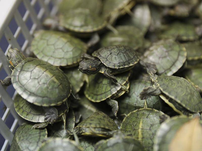 Over 5000 turtles have been seized by customs officials at Kuala Lumpur airport, Malaysia.
