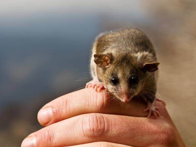 The impact of the fires on the mountain pygmy possum population in NSW is not yet known.