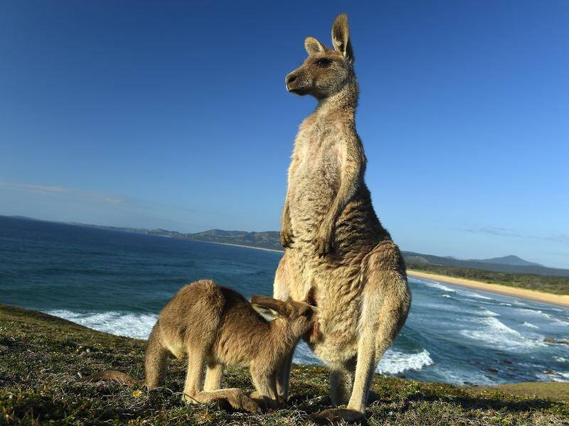 The commercial killing of kangaroos is in the spotlight ahead of World Kangaroo Day on October 24.