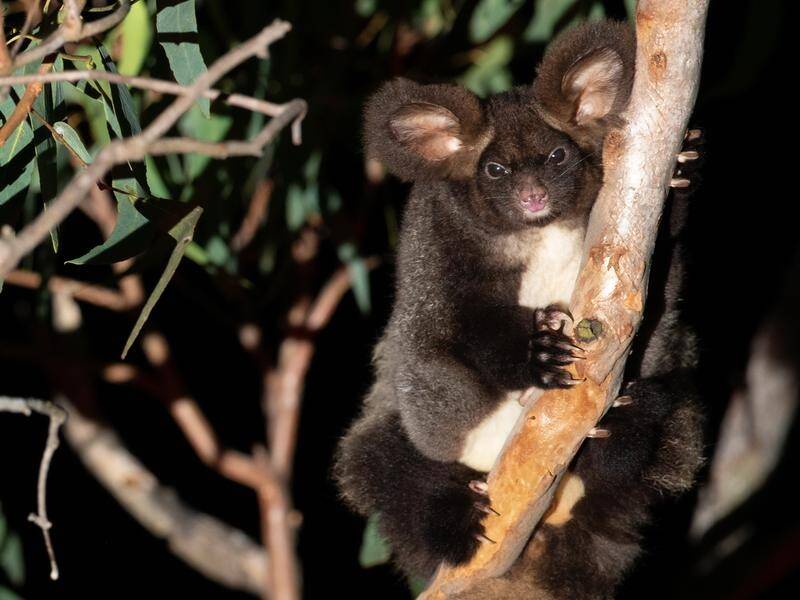 The Black Summer bushfires wiped out more than a third of the greater glider's habitat. (HANDOUT/WWF AUSTRALIA)