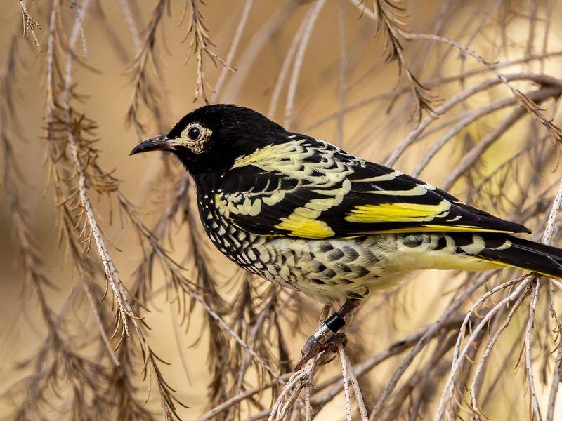 'Tutoring' young Regent Honeyeaters in their song has been found to help them survive in the wild.