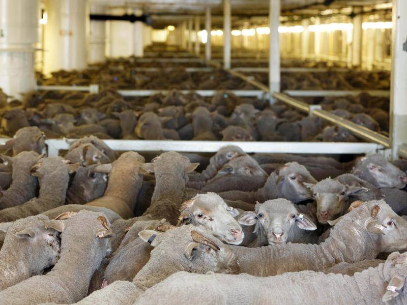 The Morrison government will appoint an inspector-general to police the live export trade.
