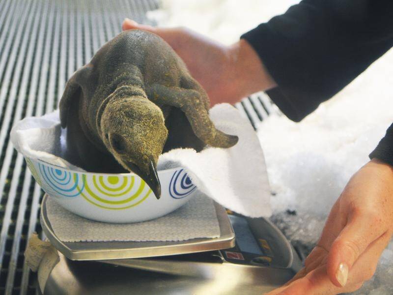 The Melbourne Aquarium has welcomed two king penguin chicks named Mapel and Odin.