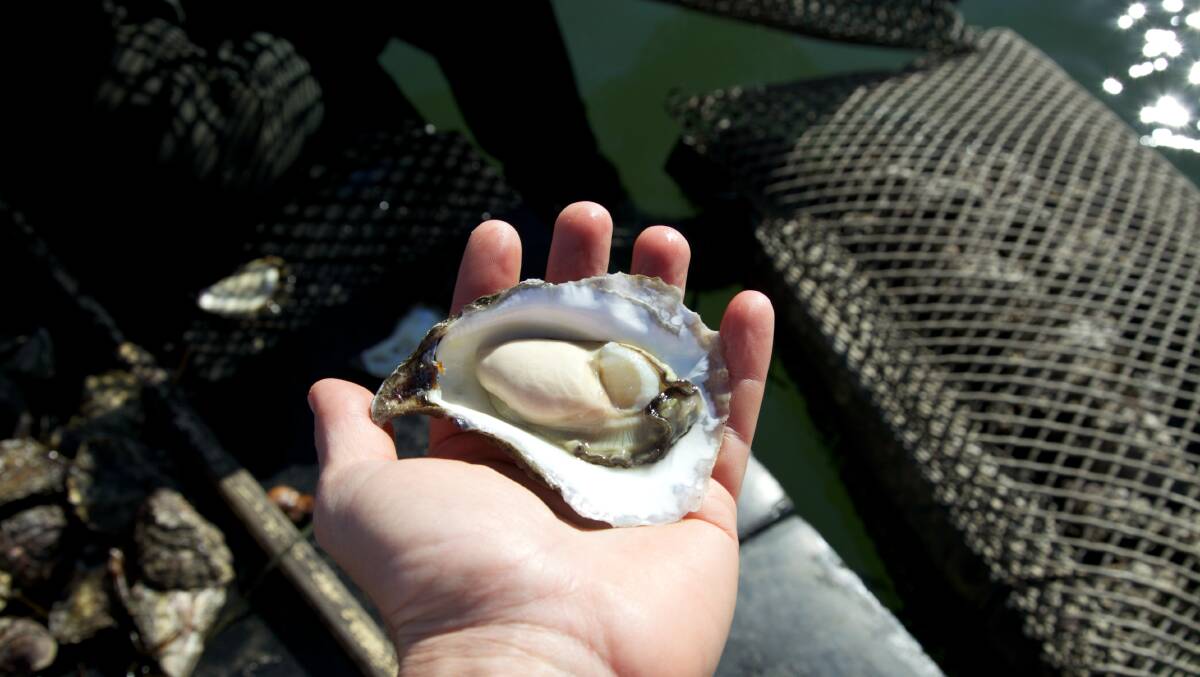 PERFECT: All the love and care pays off with a delicious organic Wapengo oyster. Photo by M. Fiedler 