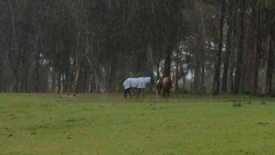 WET HORSES: Tania Patterson of Bermagui sent us this photo of her horses "not impressed with the shower". Thanks Tania!