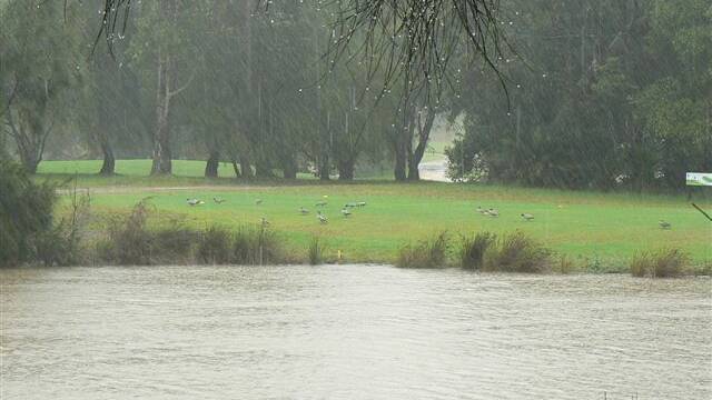 DUCK WEATHER: Max Favelle just sent us this photo of the ducks on the Narooma Golf Course loving the rain! 