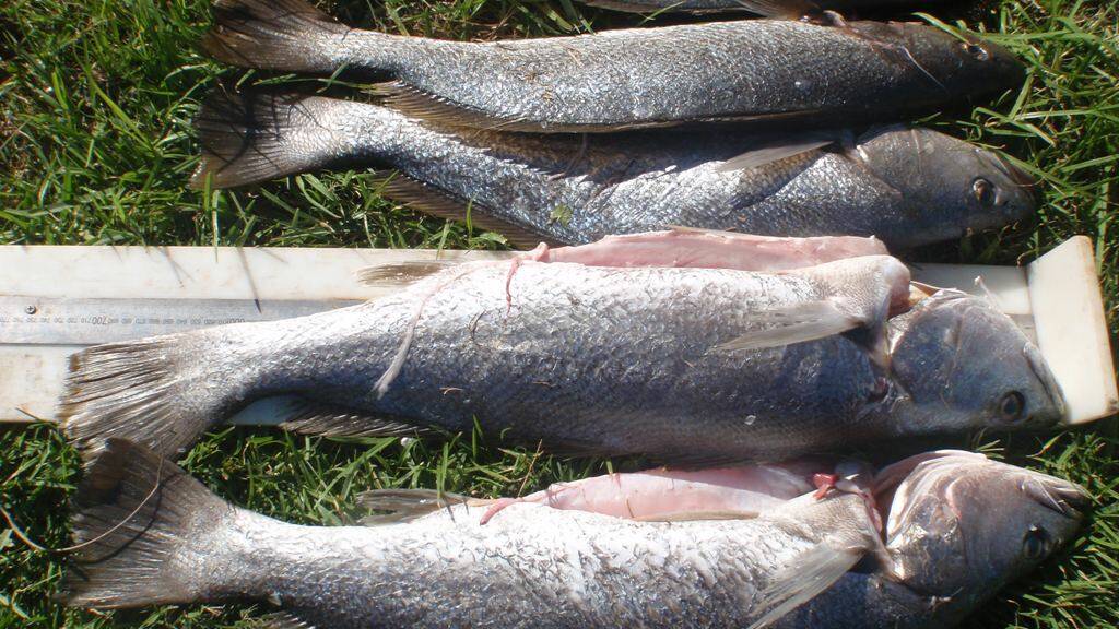 ILLEGAL MULLOWAY: Three illegally taken undersize Mulloway, along with two fish which were of legal size. 