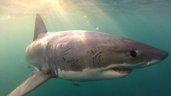 PROTECTED SHARKS: Great white sharks are relatively common in waters off Narooma and Bermagui, particularly during the whale migration and also around the seals. 